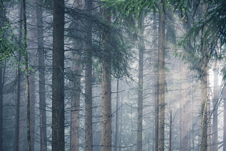 A forest with tall spindly trees and sharp pine needles with sunlight gleaming through on the right.