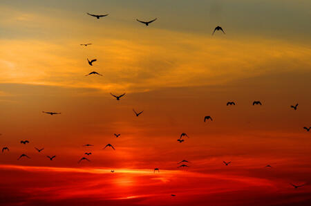 A bright red sunset with a flock of black birds flying towards the horizon.